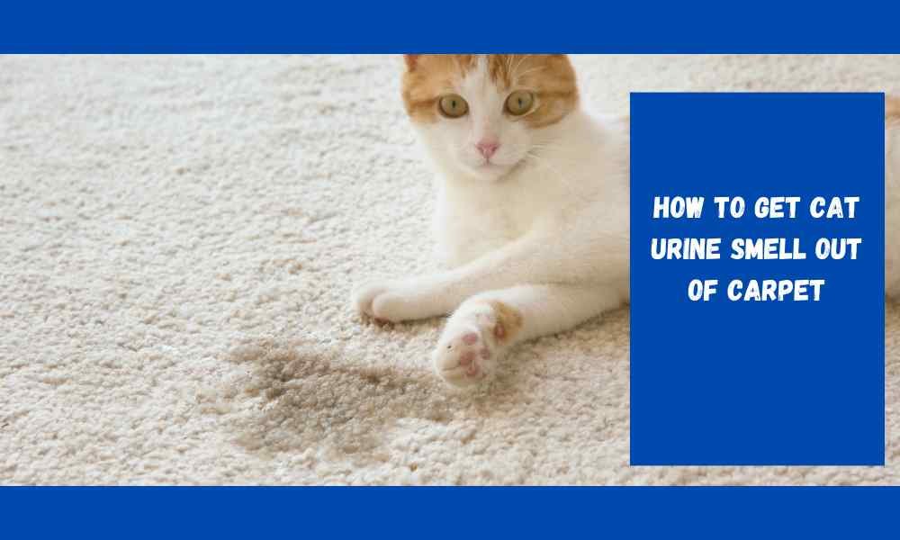 How to Get Cat Urine Smell Out of Carpet