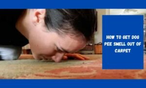 How to Get Dog Pee Smell Out of Carpet