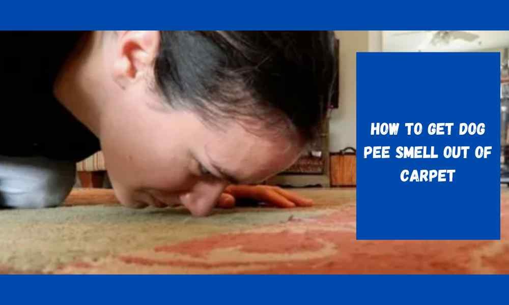 How to Get Dog Pee Smell Out of Carpet